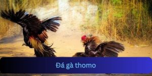 Đá Gà Thomo