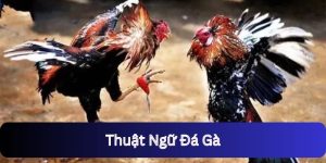 Thuật Ngữ Đá Gà